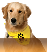 KPETS Animal Assisted Therapy, KPETS