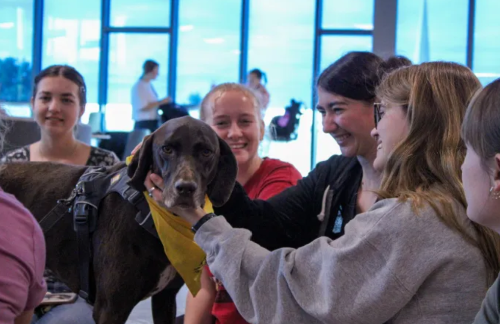 Ruby, a German Shorthair Pointer, with Allison Maurer handler/volunteer
